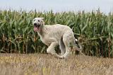 IRISH WOLFHOUND 147